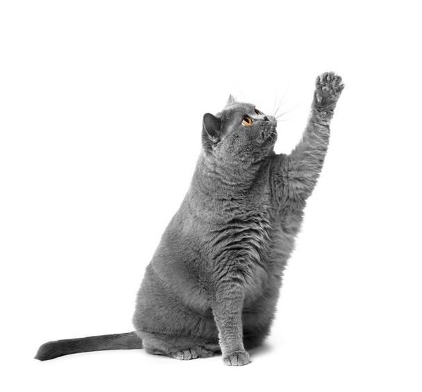 Una gorda y graciosa gata británica Shorthair se sienta sobre un fondo blanco y mira atentamente y levanta la pata. Obesidad, sobrepeso gatos, dietética especialidad comida para mascotas. - Foto, Imagen