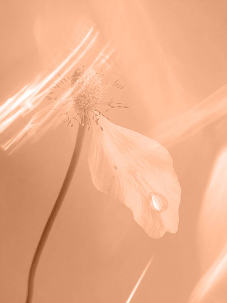 Şeftali tüyü 2024 yılının rengidir. Soyut çiçek dokusu moda karışımı pembe-turuncu moda ayarlı yılın Şeftali Fuzz rengi - Fotoğraf, Görsel