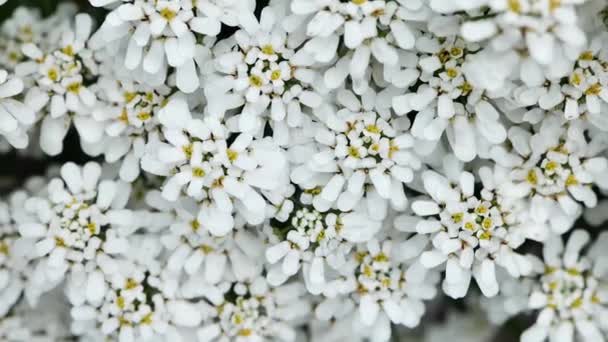 Λουλούδια Ιμπέρις. Το έδαφος καλύπτει πολυετή λουλούδια. Μικρά άσπρα λουλούδια για τον κήπο. 4k πλάνα - Πλάνα, βίντεο