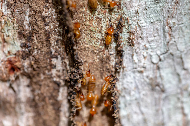 Nahaufnahme einer roten und weißen Ameise auf einem Baumstamm - Foto, Bild