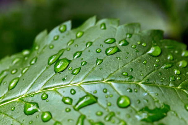 σταγόνες νερού σε πράσινο φύλλο μετά από βροχή - Φωτογραφία, εικόνα