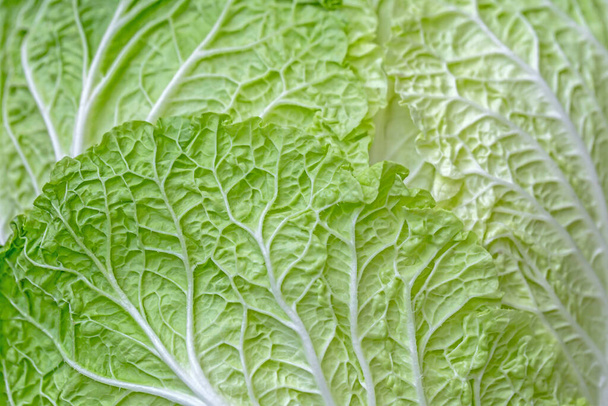 close up of fresh green leaf lettuce. - Фото, изображение