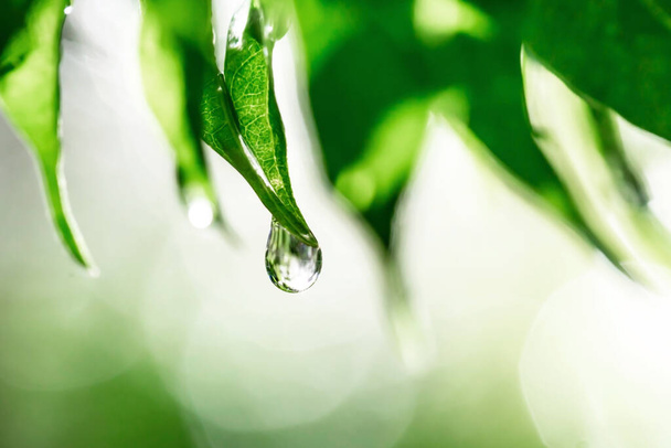 капли воды в зеленых листьях, флора природы - Фото, изображение