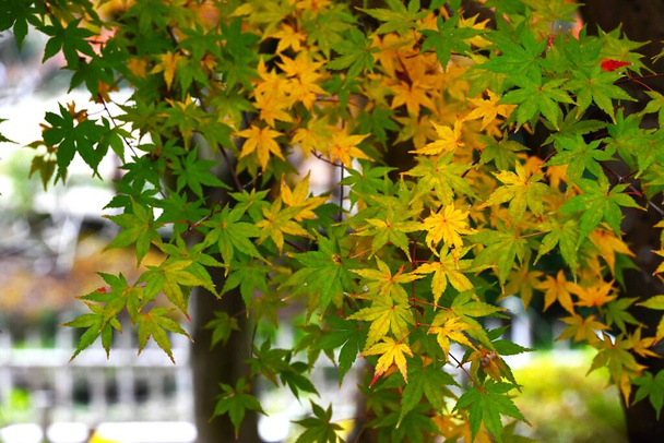 Japánban a leskelődést Momiji-garinak hívják. A japánok értékelik az évszakokat, élvezik a cseresznyevirágzást tavasszal, és ősszel megnézik az őszi leveleket.. - Fotó, kép
