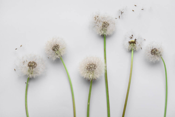 Skład z pięknymi kwiatami mniszka lekarskiego i nasionami na białym tle, zbliżenie - Zdjęcie, obraz