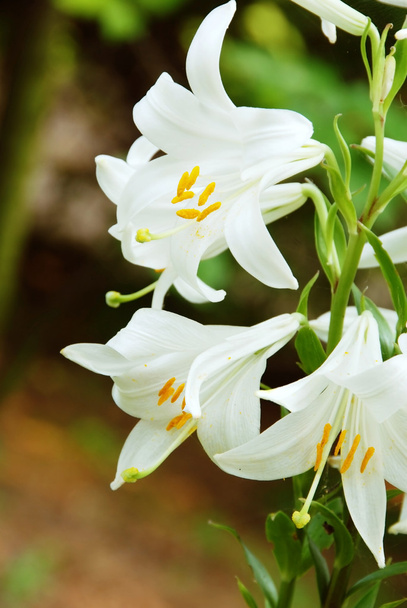 lilia biała kwiaty - Zdjęcie, obraz