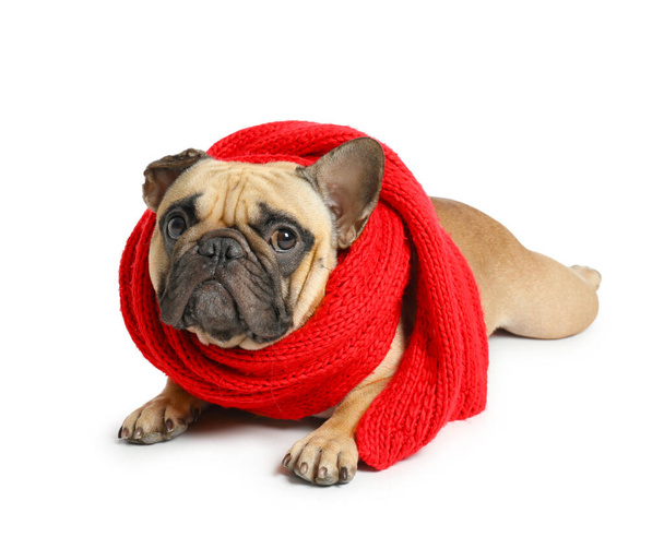 Carino cane carlino con sciarpa calda isolato su sfondo bianco - Foto, immagini
