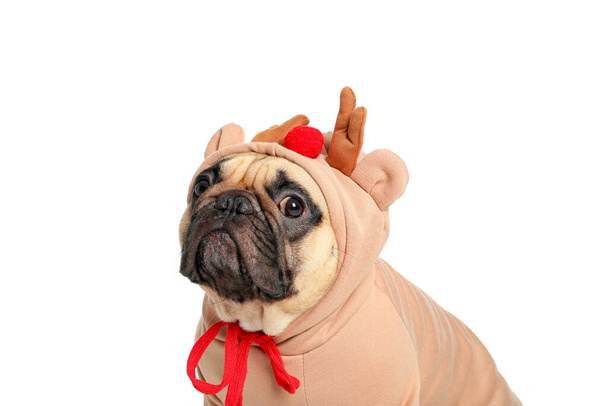 Beyaz arka planda izole edilmiş Noel kostümlü sevimli köpek. - Fotoğraf, Görsel