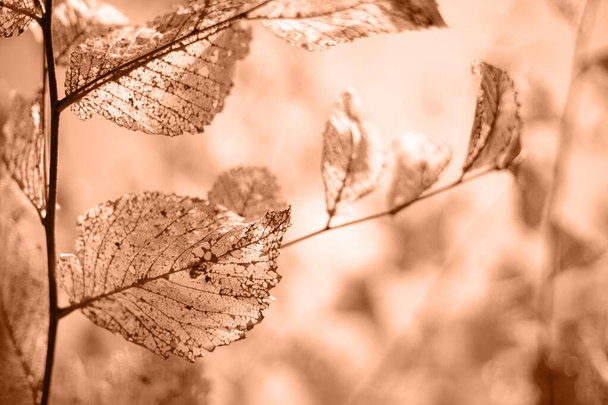 透明な葉,乾燥した骨格の葉の背景. ピーチファズ, 年の色 2024 - 写真・画像