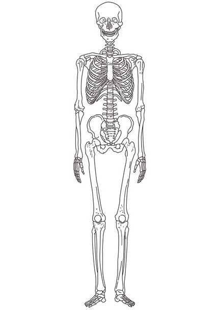 Linienzeichnung des menschlichen Körpers vor dem Ganzkörperskelett - Vektor, Bild