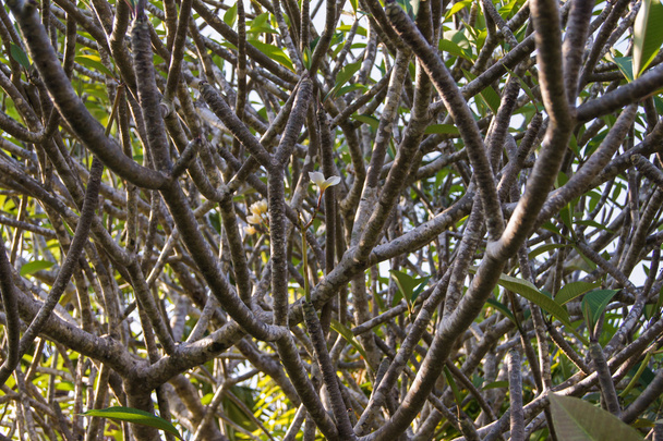 Větve stromu šedá - Fotografie, Obrázek