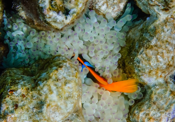 pele de anêmona única sob as anêmonas em um recife de coral no egito - Foto, Imagem