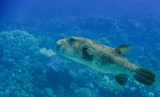 Mısırın derin mavi sularında mercanların üzerinde yavaşça yüzen büyük inanılmaz yıldız kirpi balığı. - Fotoğraf, Görsel