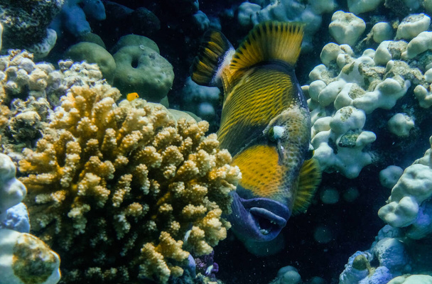 зеленая триггерная рыба между кораллами в красном море Египет - Фото, изображение