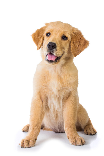 Golden Retriever dog sitting on the floor, isolated on white bac - Фото, изображение