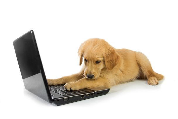 A Golden Retriever with a laptop isolated on white background, c - Foto, immagini