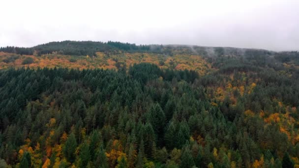 Aerial view of beautiful autumn trees on a foggy morning. Foggy clouds hover over a forest in the mountains.  - Footage, Video