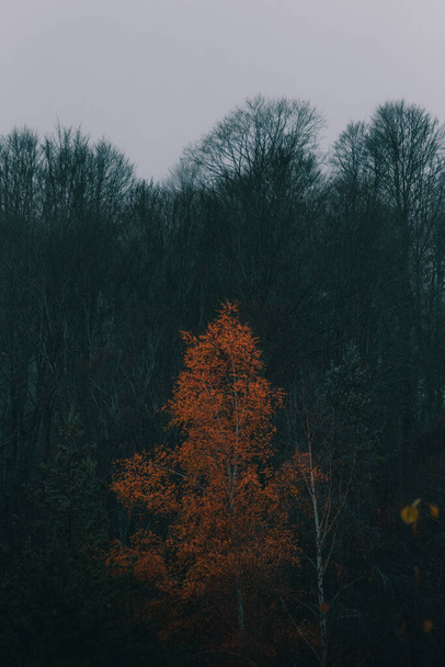 Podzimní dotek v chladném zamlženém lese - Fotografie, Obrázek