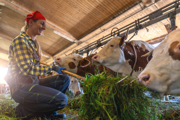 Radostný farmář dřepí a krmí krávy trávou ve stodole - Fotografie, Obrázek