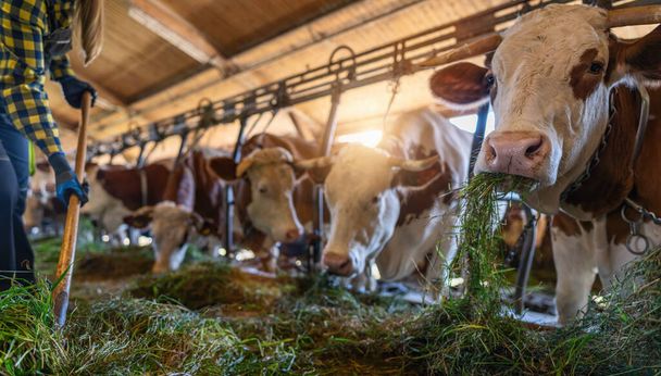 Немецкие коровы питаются свежей травой в сарае с фермером - Фото, изображение