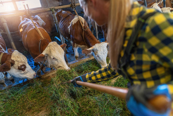 Detailní záběr na krmení krav a farmáře vidlemi v mlékárenské stodole - Fotografie, Obrázek