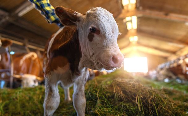 Close-up of a calf in a barn with sunlight and hay, farmer in background - Photo, Image