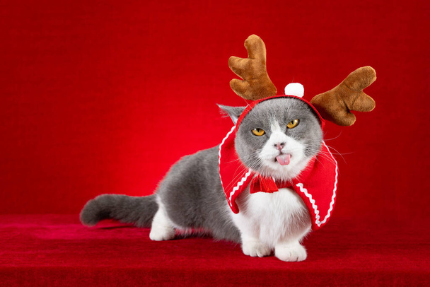um gato britânico bonito shorthair com vestidos de rena de Natal - Foto, Imagem
