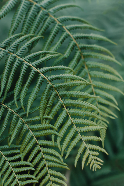 Beautiful fresh fern leaves on a dark background. Selective focus. - Photo, Image