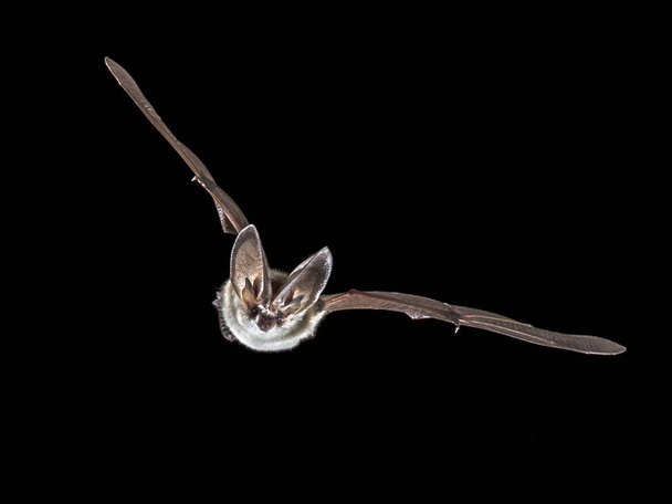 Flying bat isolated on black background. The grey long-eared bat (Plecotus austriacus) is a fairly large European bat. It has distinctive ears, long and with a distinctive fold. It hunts above woodland, often by day, and mostly for moths. - Photo, Image