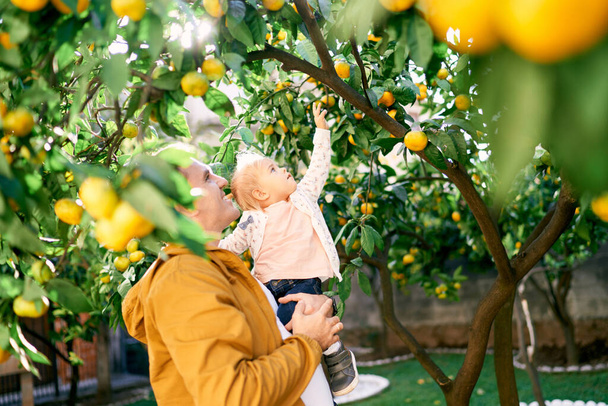 Little girl reaches for a tangerine on a branch while sitting in her dad arms. High quality photo - Photo, Image