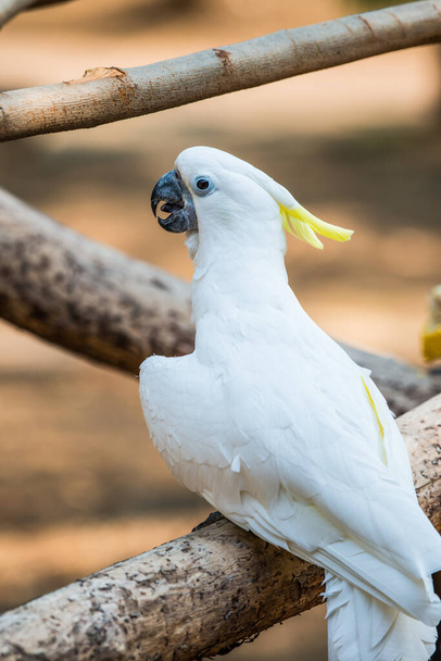 Portrait of Yellow-crested Cockatoo, Thailand - Photo, Image