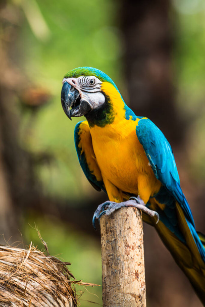 Niebieski i złoty Macaw na oddziale w Tajlandii - Zdjęcie, obraz