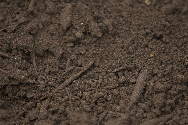 sebze kalıp, humus toprak - Fotoğraf, Görsel