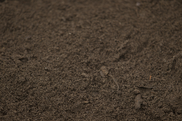 növényi penész, a talaj humusz - Fotó, kép