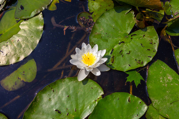 European white water lily flower, water lilies among the leaves, Nymphaea alba - Photo, Image
