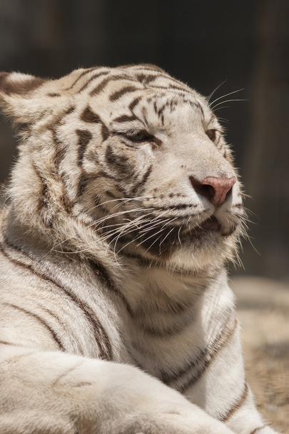 τίγρης - Φωτογραφία, εικόνα