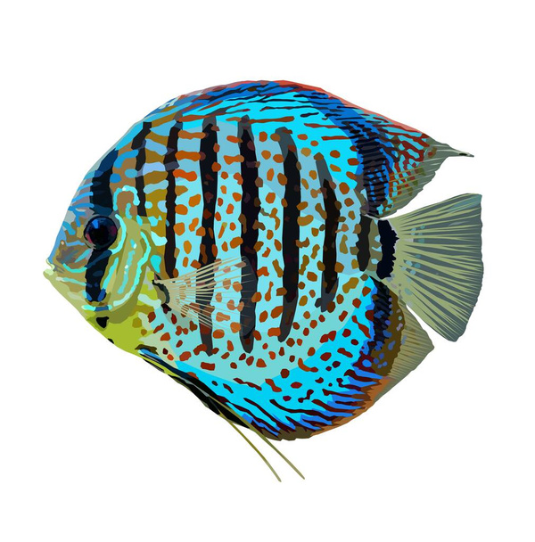 Blue Discus Cichlid Fish, Symphysodon, Freshwater Aquarium Animal Illustration - Photo, Image