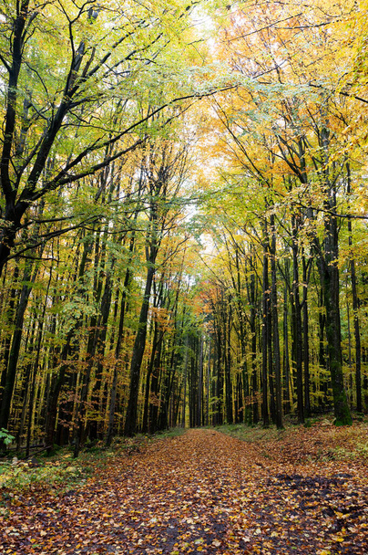 紅葉がたくさんある秋の森 - 写真・画像