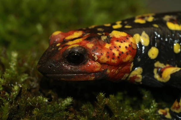 Colorido primer plano detallado en una salamandra de fuego portuguesa, Salamandra gallaica con su típica cabeza puntiaguda y colores rojos - Foto, imagen