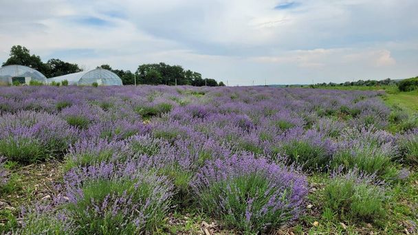 lavender field in Ukraine. Greenhouses in the background - Фото, зображення