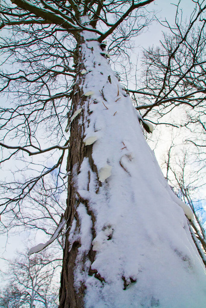 Atractivo paisaje invernal de un tronco de árbol empapado de nieve y ramas desnudas intrincadas contra un cielo pálido y tranquilo en Fort Wayne, Indiana. - Foto, imagen