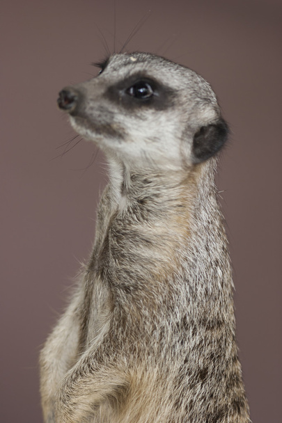 Lémur
 - Foto, Imagen