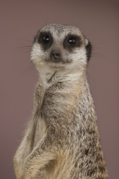 Lemur - Fotografie, Obrázek