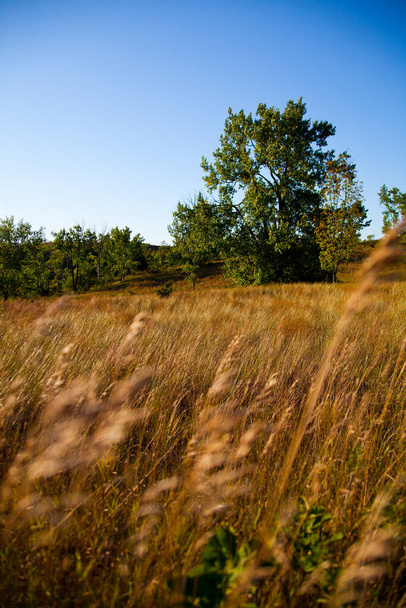 Транквіль літній вечір в Імперії, штат Мічиган: величне зелене дерево стоїть високо посеред золотої трави, купається в теплому сонячному світлі, на тлі спокійного блакитного неба. - Фото, зображення