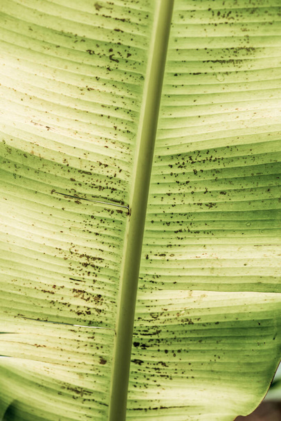 自然のバナナの葉の背景, タイ - 写真・画像