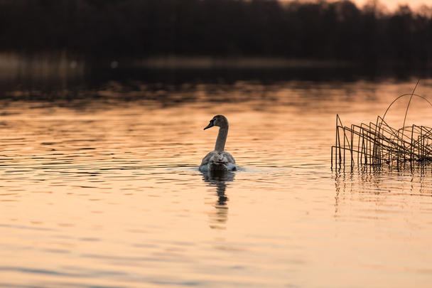 cisne no lago por do sol
 - Foto, Imagem