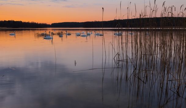 日没後湖風景 - 写真・画像