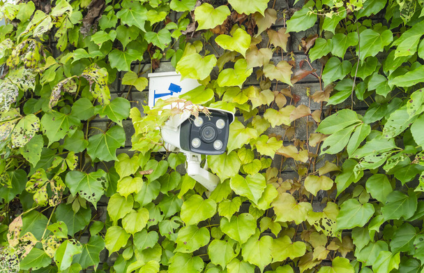 cámara de seguridad con carcasa instalada en una pared llena de hiedra - Foto, imagen