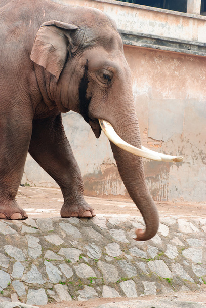 Animal elephant - Foto, Imagen