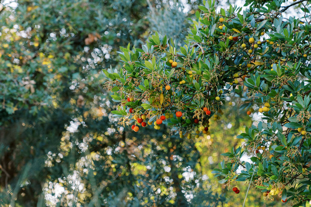 Червоно-жовті плоди на полуничному дереві серед щільного зеленого листя. Високоякісна фотографія - Фото, зображення